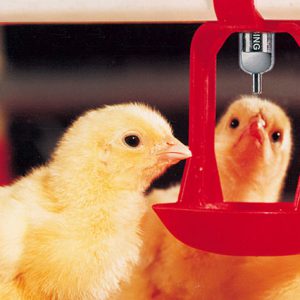 Lubing Broiler/Pullet Water System