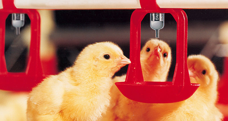 Lubing Broiler/Pullet Water System