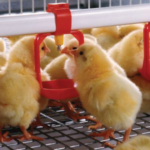 Lubing Layers/Pullets Water System