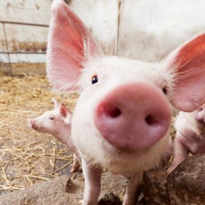 Hogs in Barn